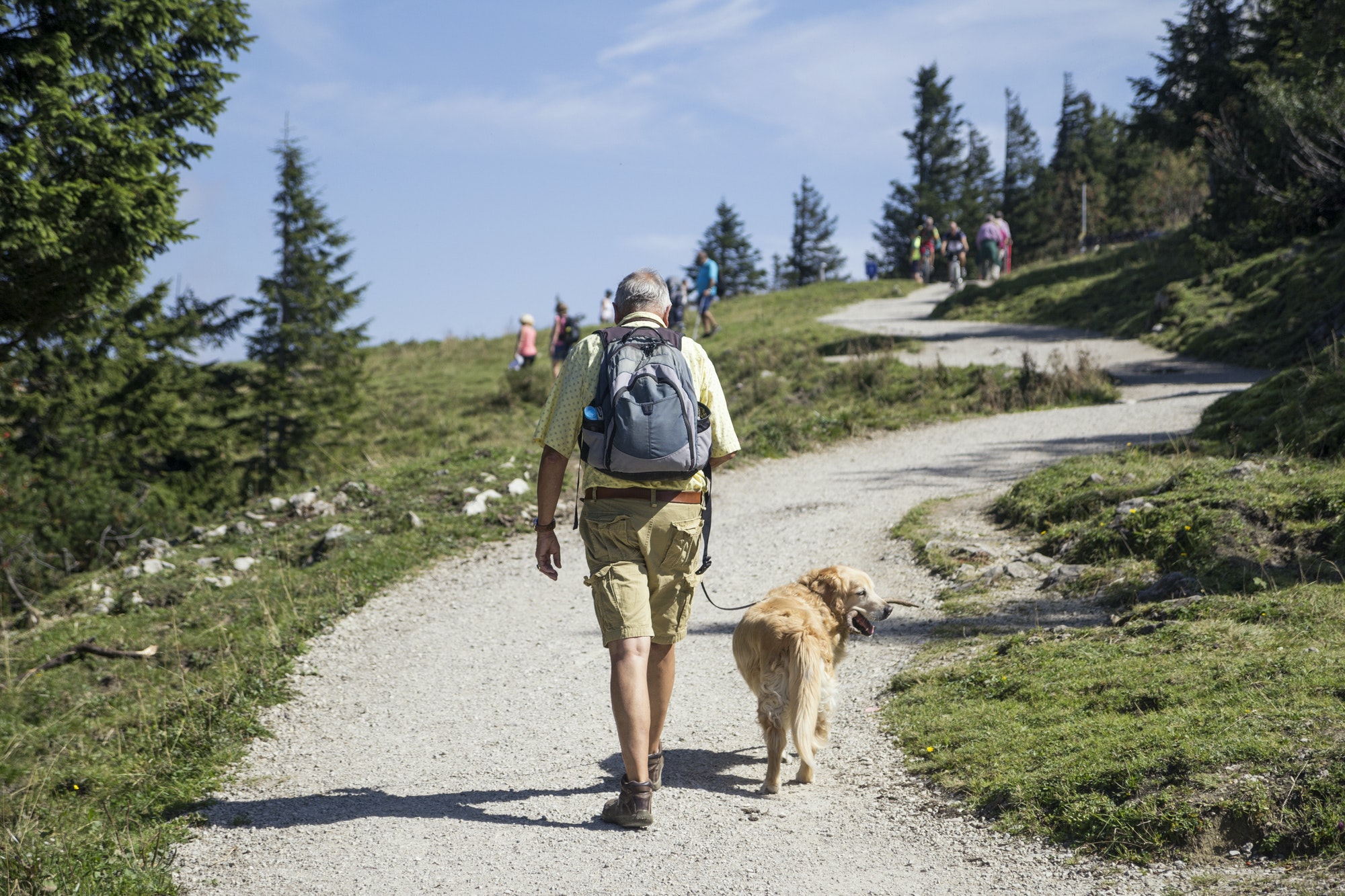 Germany, Bavaria, Chiemgau, Kampenwand, senior man hiking with Golden Retriever