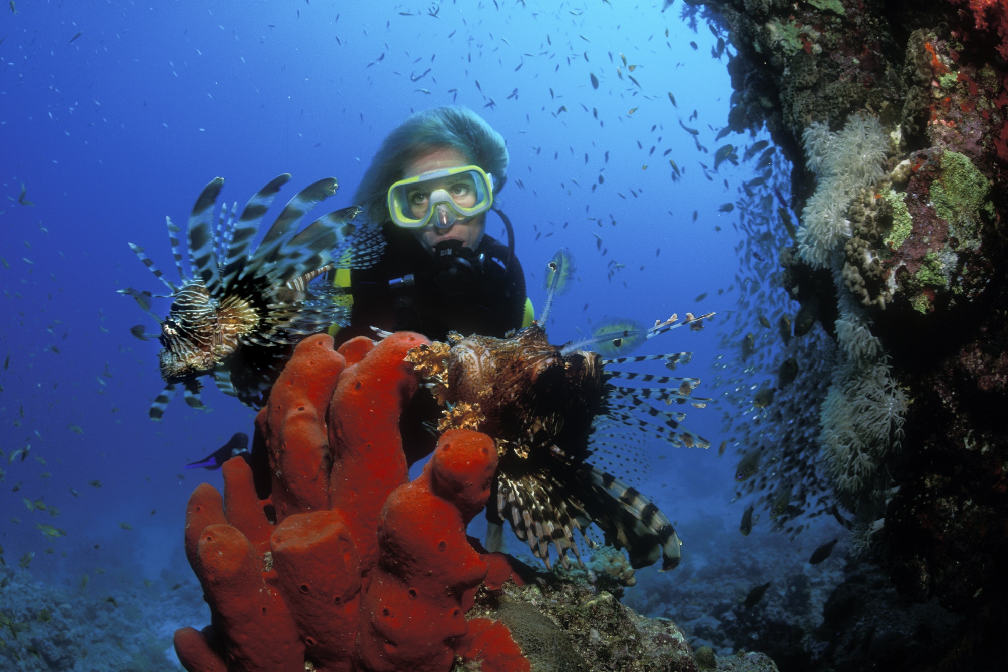 Scuba diver approaching a Red lion fish, Pterois volitans, underwater.