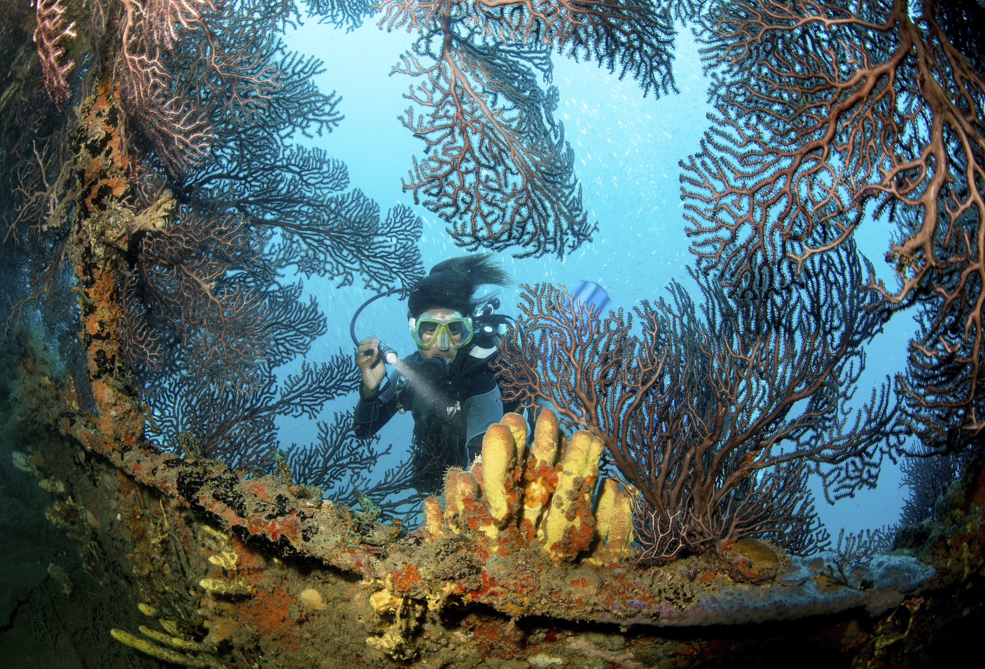 Wreck of a ship sunk intentionally as an artificial reef. A scuba diver with a flashlight exploring.